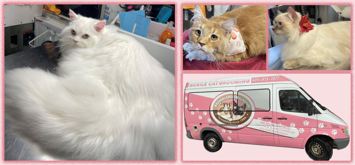 Brenda's Grooming Room